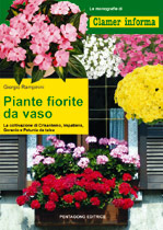 Coltivazione delle piante fiorite in vaso: geranio, impatiens, crisantemo, petunia