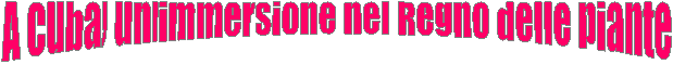 A Cuba, un'immersione nel Regno delle piante 
