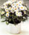 Acquista scheda di coltivazione Argyranthemum frutescens disponibile su CD-ROM