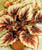 Acquista scheda di coltivazione Begonia Gloire de Lorraine disponibile su CD-ROM