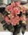 Acquista scheda di coltivazione Begonia x elatior disponibile su CD-ROM