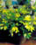 Acquista scheda di coltivazione Brassaia actinophylla disponibile su CD-ROM