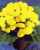 Acquista scheda di coltivazione Calceolaria ibrida disponibile su CD-ROM
