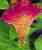 Acquista scheda di coltivazione Celosia argentea disponibile su CD-ROM