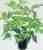 Acquista scheda di coltivazione Cyrtomium falcatum disponibile su CD-ROM