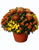 Acquista scheda di coltivazione Crisantemo - Dendranthema x grandiflorum - 2a edizione disponibile su CD-ROM