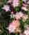 Acquista scheda di coltivazione Dianthus plumarius disponibile su CD-ROM