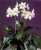 Acquista scheda di coltivazione Eucharis grandiflora disponibile su CD-ROM