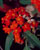 Acquista scheda di coltivazione Euphorbia fulgens - II Edizione disponibile su CD-ROM