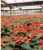 Acquista scheda di coltivazione Euphorbia 6 Fisiopatie e splitting (1991) disponibile su CD-ROM