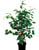 Acquista scheda di coltivazione Ficus elastica, benjamina, pumila disponibile su CD-ROM