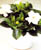Acquista scheda di coltivazione Gardenia jasminoides disponibile su CD-ROM