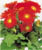 Acquista scheda di coltivazione Gerbera jamesonii disponibile su CD-ROM