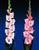 Acquista scheda di coltivazione Gladiolus disponibile su CD-ROM