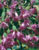 Acquista scheda di coltivazione Rhipsalidopsis (Hatiora gaertneri) 2 disponibile su CD-ROM