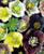 Acquista scheda di coltivazione Helleborus specie disponibile su CD-ROM