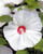 Acquista scheda di coltivazione Hibiscus moscheutos disponibile su CD-ROM