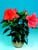 Acquista scheda di coltivazione Hibiscus rosa sinensis 2 disponibile su CD-ROM