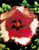 Acquista scheda di coltivazione Hibiscus rosa sinensis disponibile su CD-ROM