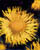 Acquista scheda di coltivazione Inula Asteraceae disponibile su CD-ROM