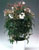 Acquista scheda di coltivazione Jasminum specie disponibile su CD-ROM