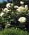 Acquista scheda di coltivazione Paeonia lactiflora e ibridi disponibile su CD-ROM