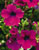 Acquista scheda di coltivazione Petunia atkinsiana calibrachoa disponibile su CD-ROM