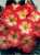 Acquista scheda di coltivazione Primula vulgaris acaulis1 disponibile su CD-ROM