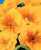 Acquista scheda di coltivazione Primula vulgaris acaulis2 disponibile su CD-ROM