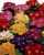 Acquista scheda di coltivazione Primula vulgaris acaulis3 disponibile su CD-ROM