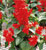 Acquista scheda di coltivazione Salvia splendens disponibile su CD-ROM