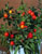 Acquista scheda di coltivazione Solanum 2a edizione disponibile su CD-ROM
