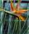 Acquista scheda di coltivazione Stephanotis floribunda disponibile su CD-ROM