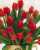 Acquista scheda di coltivazione Tulipa gesneriana disponibile su CD-ROM