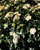 Acquista scheda di coltivazione Viburnum tinus disponibile su CD-ROM