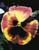 Acquista scheda di coltivazione Viola x wittrockiana disponibile su CD-ROM