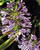 Acquista scheda di coltivazione Agapanthus disponibile su CD-ROM