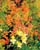 Acquista scheda di coltivazione Alstroemeria disponibile su CD-ROM