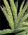 Acquista scheda di coltivazione Asparagus disponibile su CD-ROM