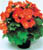 Acquista scheda di coltivazione Begonia x hiemalis disponibile su CD-ROM