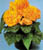 Acquista scheda di coltivazione Begonia x tuberhybrida disponibile su CD-ROM