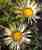 Acquista scheda di coltivazione Carlina (Echinops) disponibile su CD-ROM
