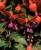 Acquista scheda di coltivazione Fuchsia disponibile su CD-ROM