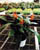 Acquista scheda di coltivazione Heliconia disponibile su CD-ROM