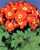 Acquista scheda di coltivazione Primula praenitens disponibile su CD-ROM