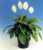Acquista scheda di coltivazione Spathiphyllum 2 disponibile su CD-ROM