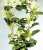 Acquista scheda di coltivazione Spathiphyllum wallisii disponibile su CD-ROM